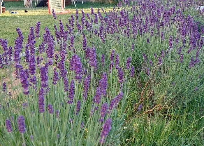 Διαμέρισμα Andric